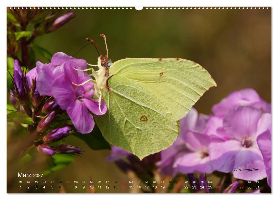 Große und kleine Schmetterlinge (CALVENDO Premium Wandkalender 2027)