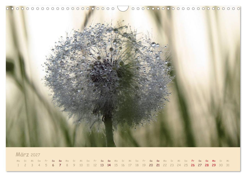 Unscheinbare Schönheit - Pusteblume (CALVENDO Wandkalender 2027)