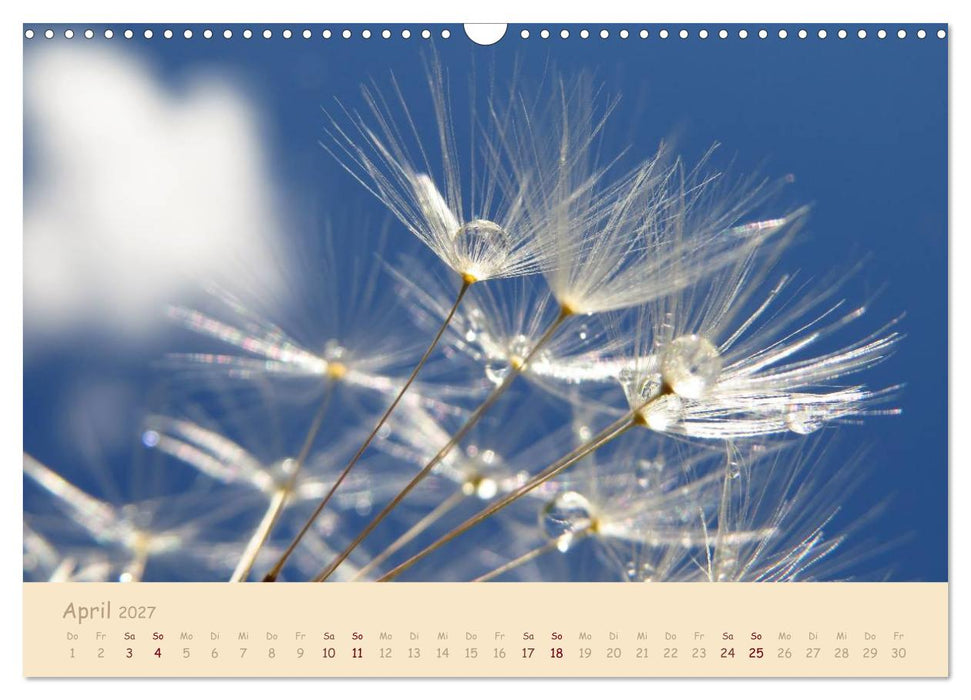 Unscheinbare Schönheit - Pusteblume (CALVENDO Wandkalender 2027)