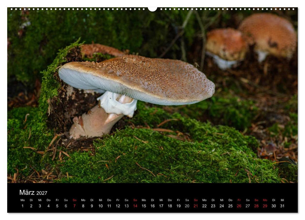 Pilze in Wald und Flur (CALVENDO Premium Wandkalender 2027)