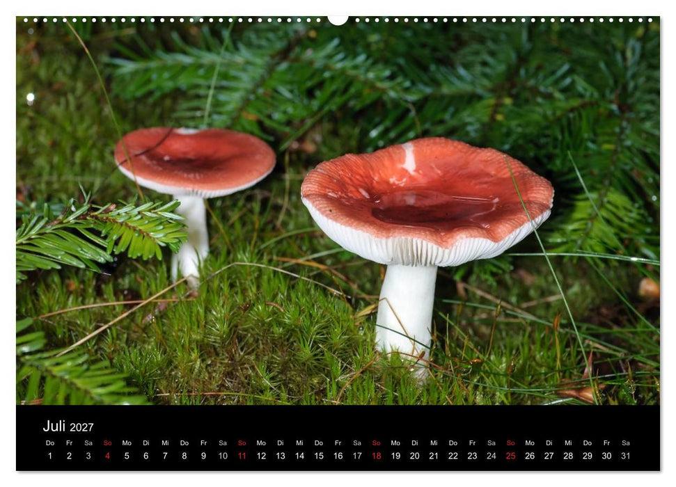 Pilze in Wald und Flur (CALVENDO Premium Wandkalender 2027)