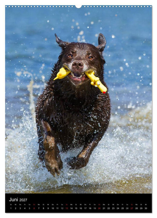Faszination Labrador Retriever (CALVENDO Wandkalender 2027)