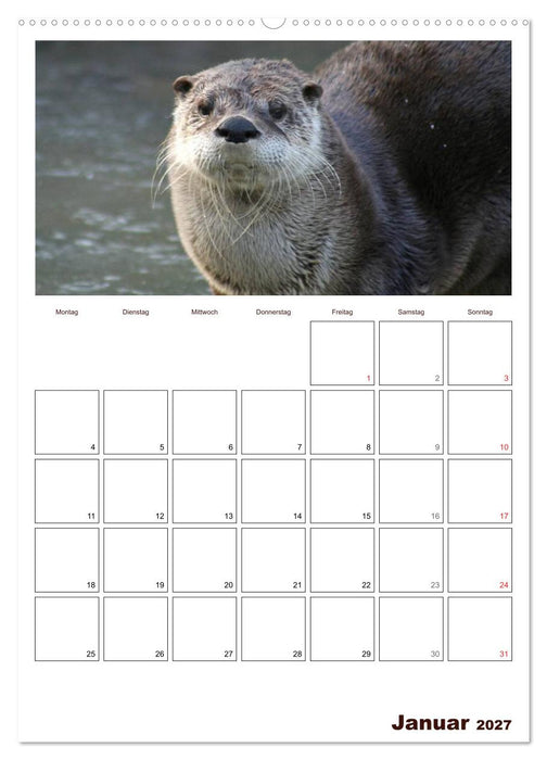 Der Fischotter-Terminplaner (CALVENDO Premium Wandkalender 2027)