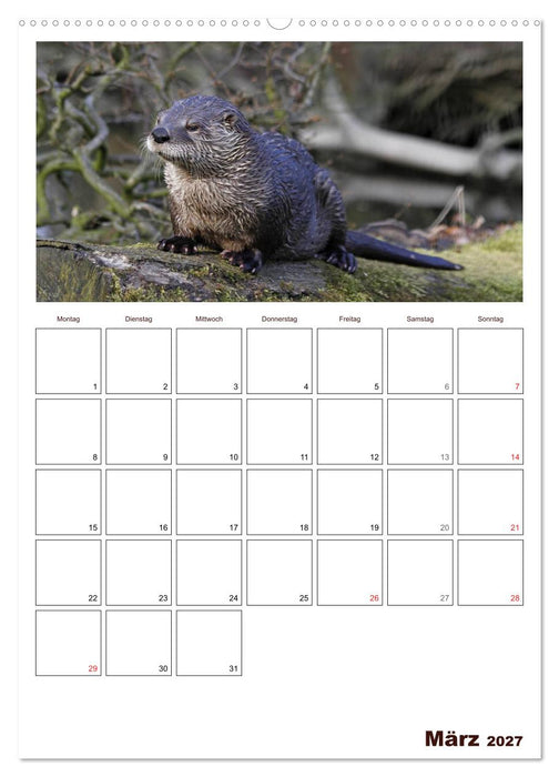 Der Fischotter-Terminplaner (CALVENDO Premium Wandkalender 2027)