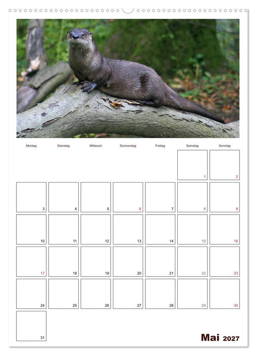 Der Fischotter-Terminplaner (CALVENDO Premium Wandkalender 2027)