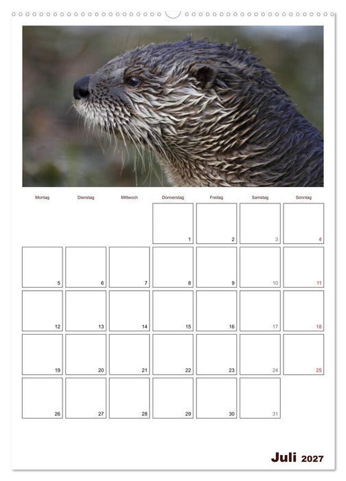 Der Fischotter-Terminplaner (CALVENDO Premium Wandkalender 2027)