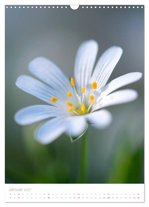 Wiesenblumen (CALVENDO Wandkalender 2027)