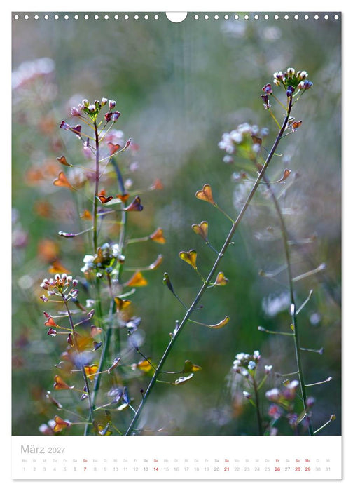Wiesenblumen (CALVENDO Wandkalender 2027)