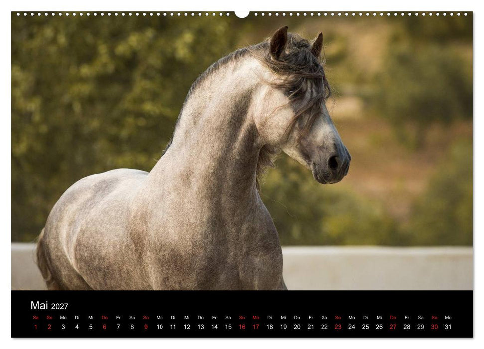 Spaniens stolze Pferde (CALVENDO Wandkalender 2027)