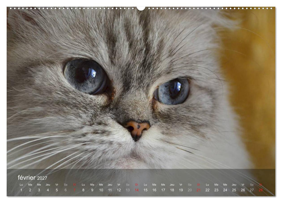 Mine de chat (CALVENDO Calendrier supérieur 2027)