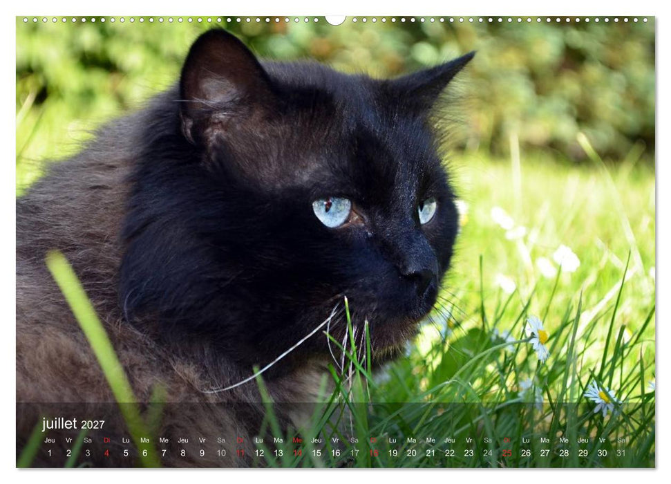 Mine de chat (CALVENDO Calendrier supérieur 2027)