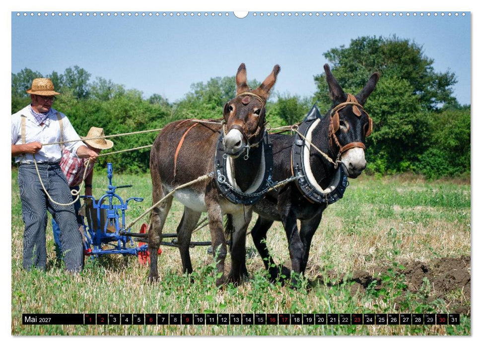 Landwirtschaft - Bilder von einst (CALVENDO Wandkalender 2027)