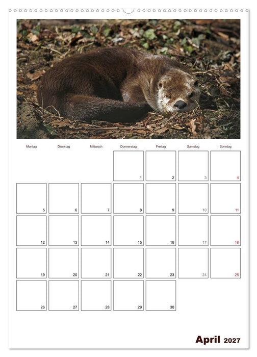 Der Fischotter-Terminplaner (CALVENDO Wandkalender 2027)