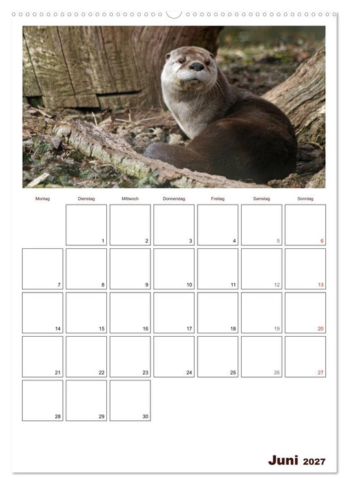 Der Fischotter-Terminplaner (CALVENDO Wandkalender 2027)