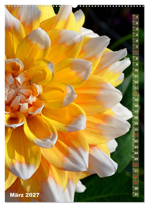 Dahlien - Blütenträume (CALVENDO Wandkalender 2027)