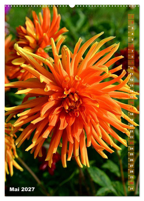 Dahlien - Blütenträume (CALVENDO Wandkalender 2027)
