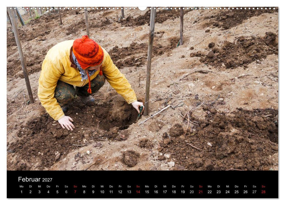 Das Jahr im Weinberg (CALVENDO Wandkalender 2027)