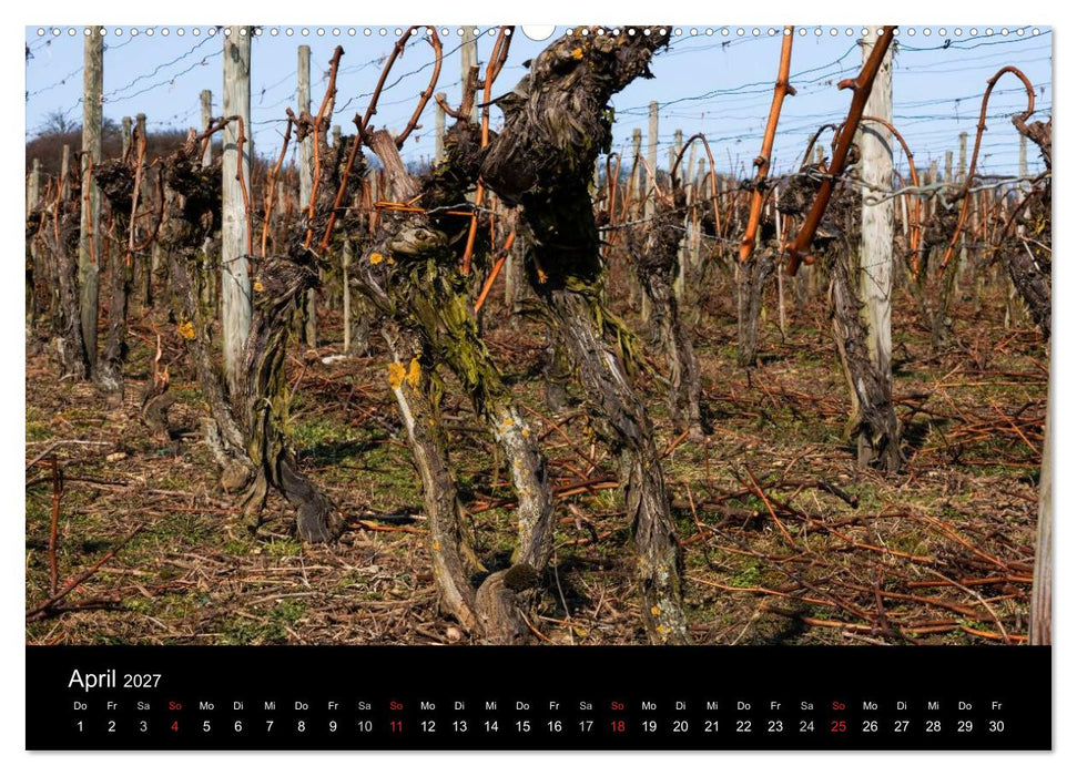 Das Jahr im Weinberg (CALVENDO Wandkalender 2027)