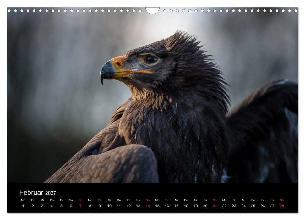 Schönheiten der Lüfte - Greifvögel (CALVENDO Wandkalender 2027)