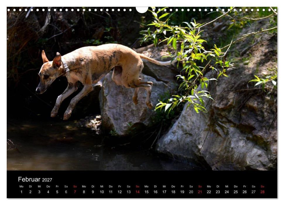 Whippets in Aktion (CALVENDO Wandkalender 2027)