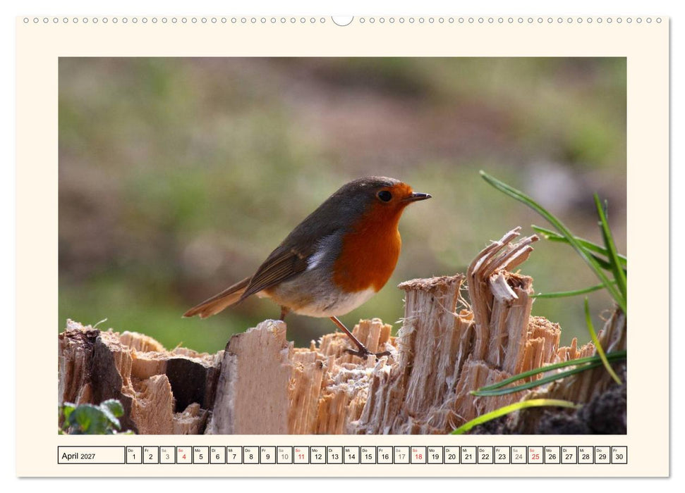 Gefiederte Schönheiten - Das Rotkehlchen (CALVENDO Wandkalender 2027)