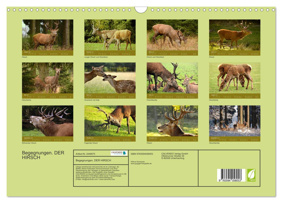 Begegnungen. DER HIRSCH (CALVENDO Wandkalender 2027)