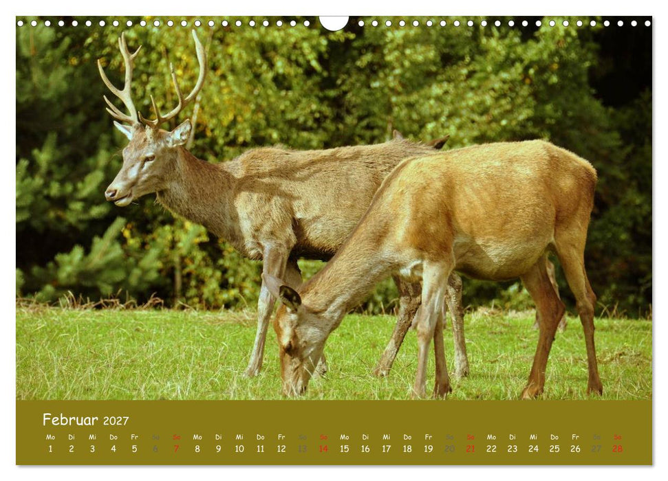 Begegnungen. DER HIRSCH (CALVENDO Wandkalender 2027)