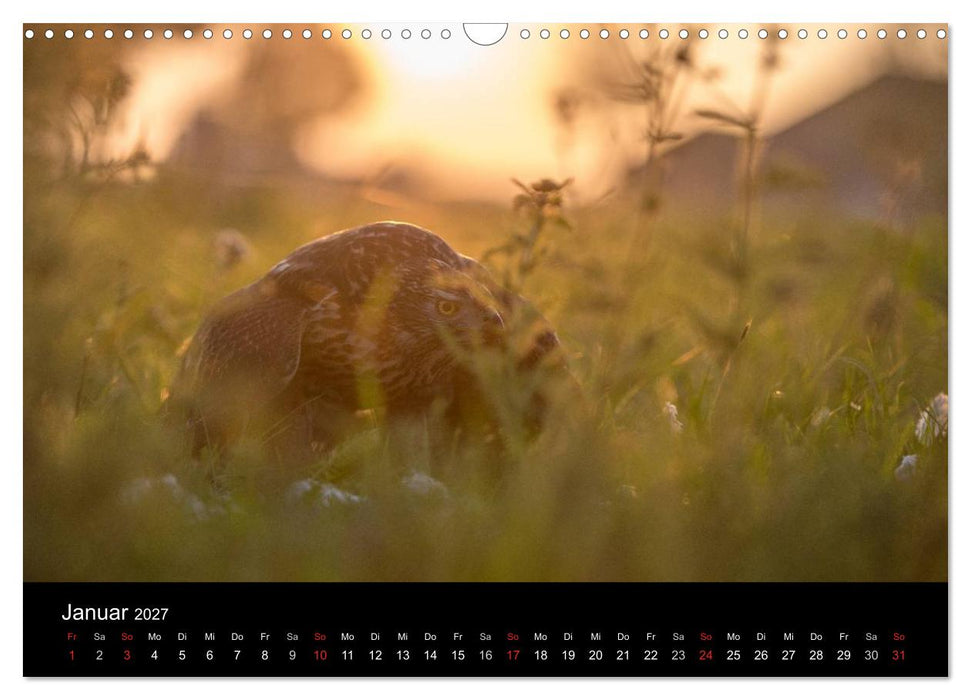 Falknerei Der Habicht (CALVENDO Wandkalender 2027)