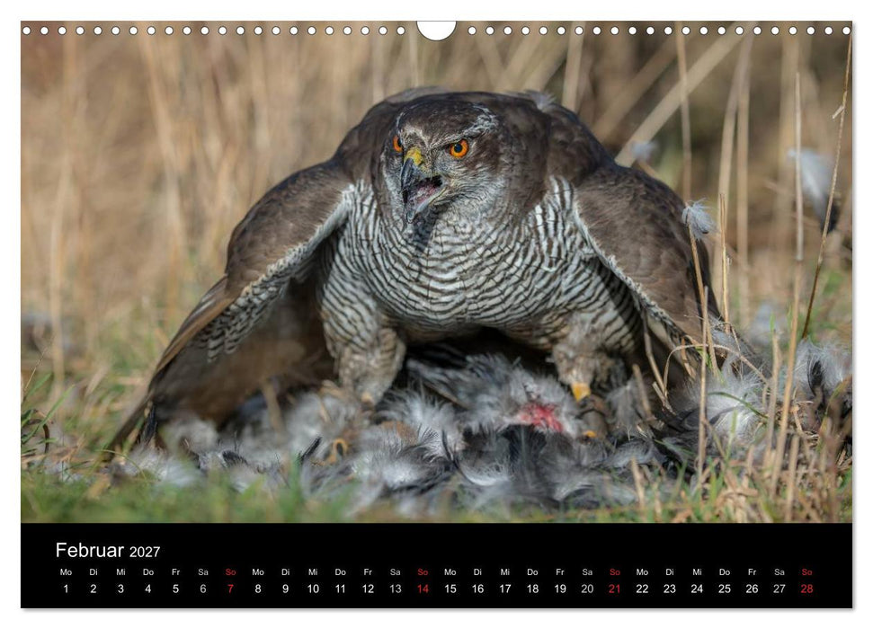 Falknerei Der Habicht (CALVENDO Wandkalender 2027)