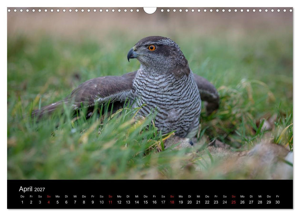 Falknerei Der Habicht (CALVENDO Wandkalender 2027)
