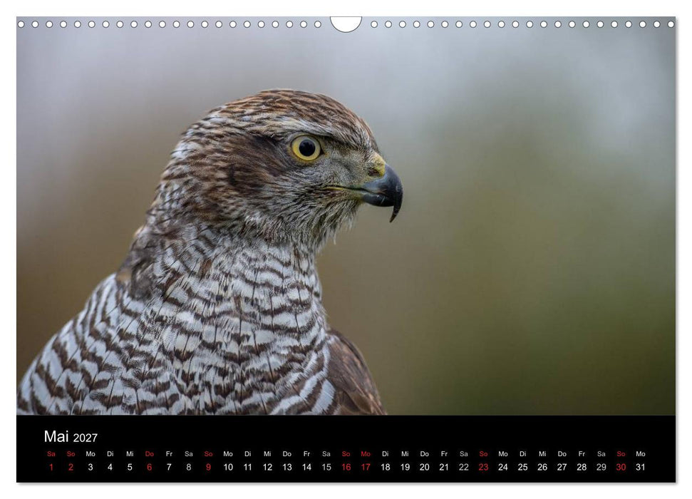 Falknerei Der Habicht (CALVENDO Wandkalender 2027)
