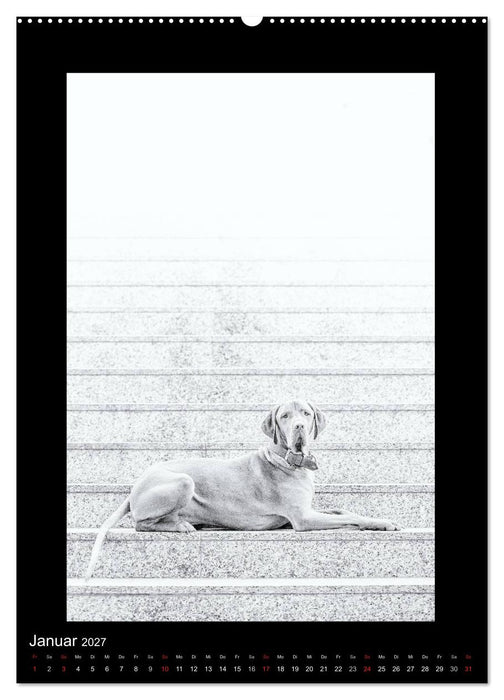 Vizsla-Liebe (CALVENDO Wandkalender 2027)