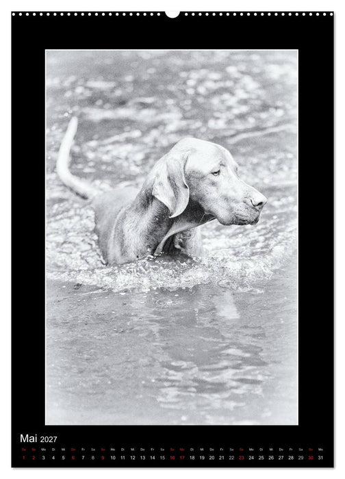 Vizsla-Liebe (CALVENDO Wandkalender 2027)