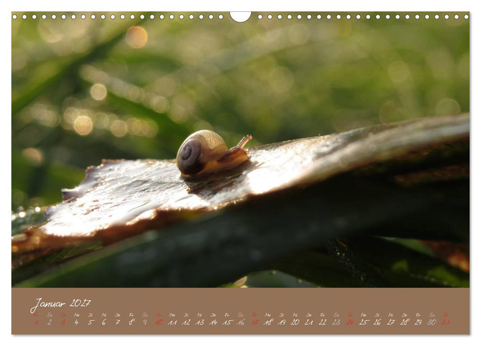 Schneckchen (CALVENDO Wandkalender 2027)