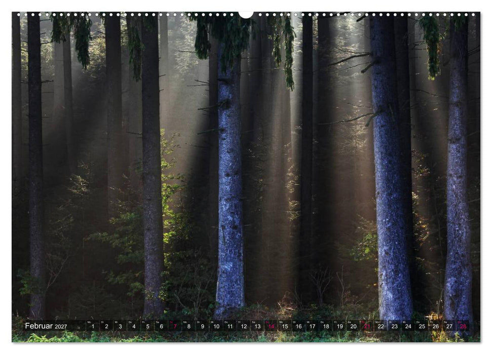 Erleuchtung im Wald (CALVENDO Premium Wandkalender 2027)