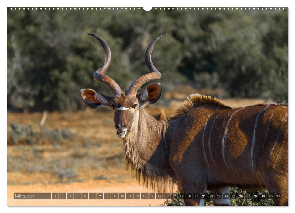 Südafrika - Die Tierwelt (CALVENDO Wandkalender 2027)