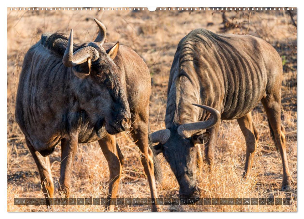 Südafrika - Die Tierwelt (CALVENDO Wandkalender 2027)