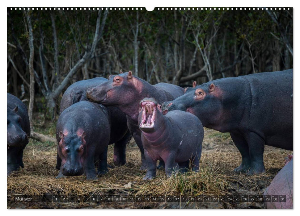 Südafrika - Die Tierwelt (CALVENDO Wandkalender 2027)