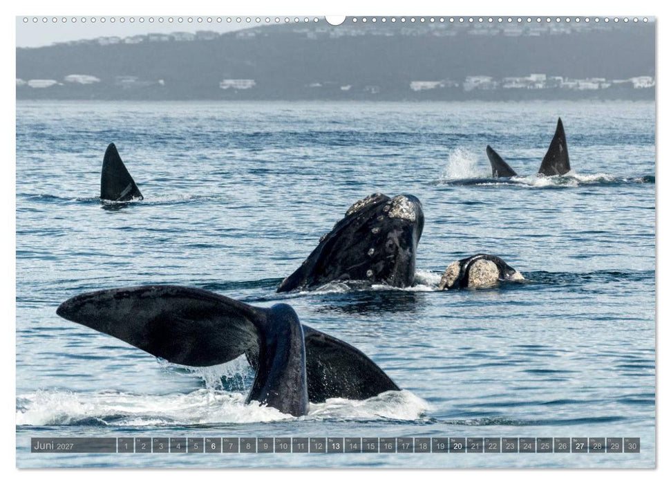 Südafrika - Die Tierwelt (CALVENDO Wandkalender 2027)