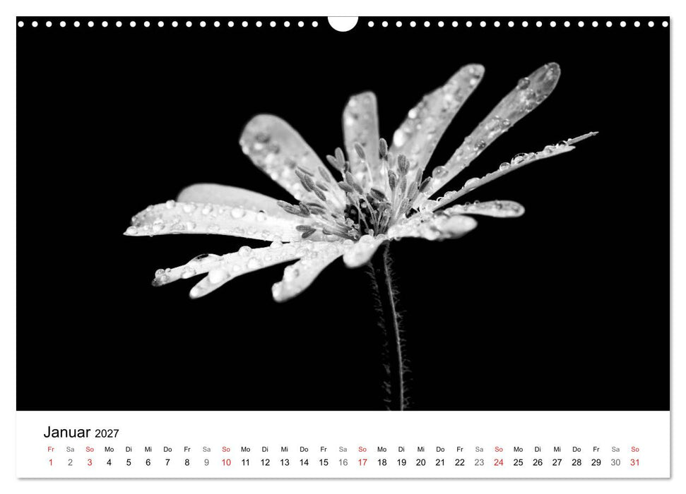 Blumen 2027, Schwarz-Weiß (CALVENDO Wandkalender 2027)