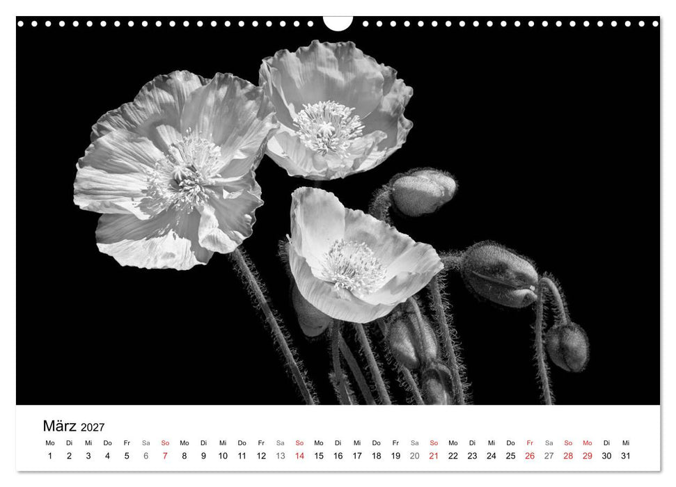 Blumen 2027, Schwarz-Weiß (CALVENDO Wandkalender 2027)