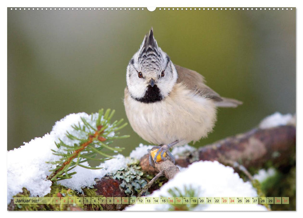 Steckbriefe einheimischer Vögel (CALVENDO Wandkalender 2027)