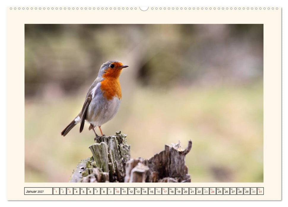 Gefiederte Schönheiten - Das Rotkehlchen (CALVENDO Premium Wandkalender 2027)
