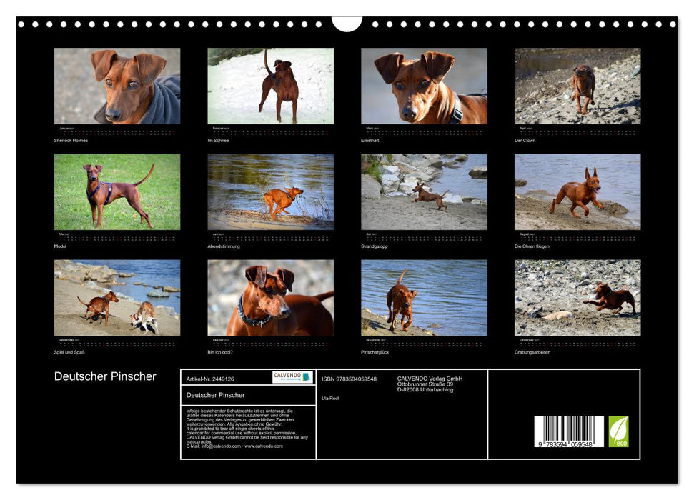 Deutscher Pinscher (CALVENDO Wandkalender 2027)