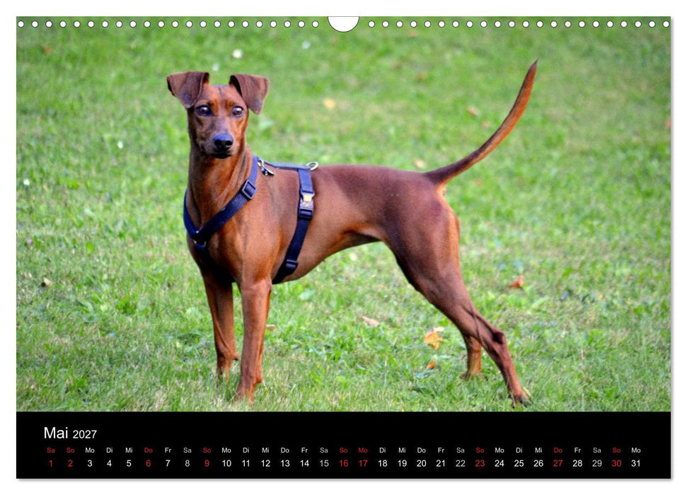 Deutscher Pinscher (CALVENDO Wandkalender 2027)