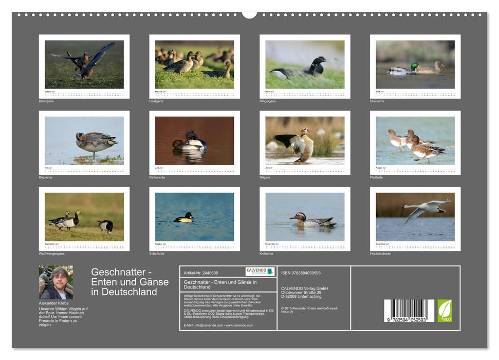 Geschnatter - Enten und Gänse in Deutschland (CALVENDO Premium Wandkalender 2027)