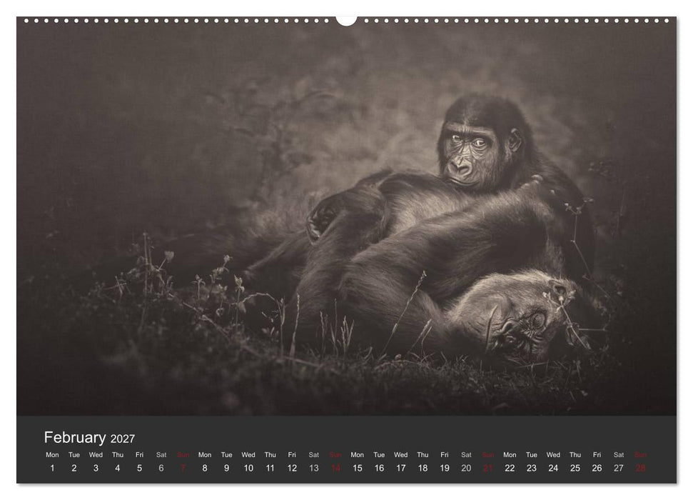 African Souls African animals with soul (CALVENDO Premium-Calendar 2027)