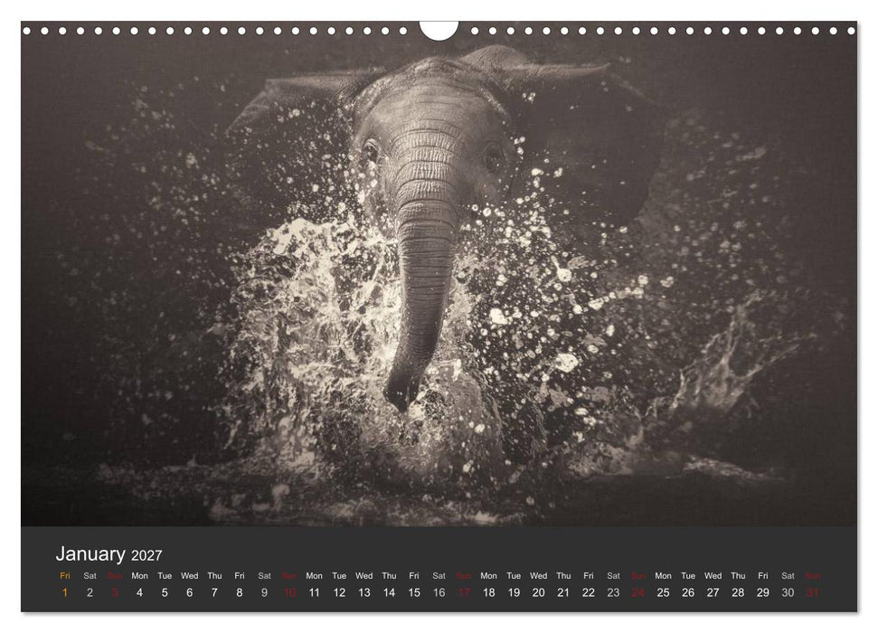 African Souls African animals with soul (CALVENDO Monthly Calendar 2027)