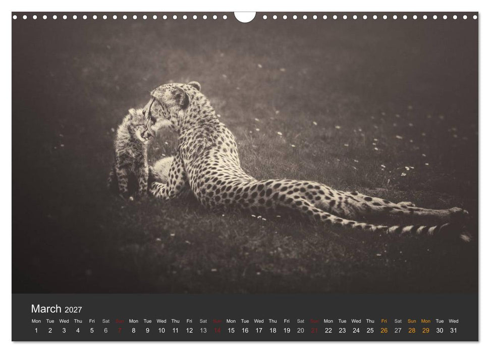 African Souls African animals with soul (CALVENDO Monthly Calendar 2027)