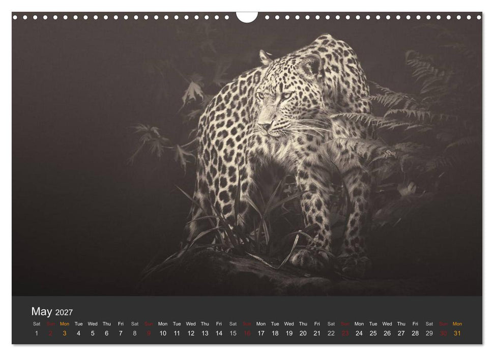 African Souls African animals with soul (CALVENDO Monthly Calendar 2027)